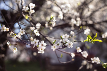  Plum tree with white flowers and buds