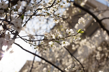  Plum tree with white flowers and buds