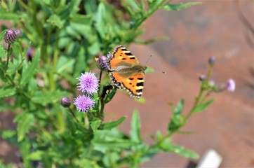 butterfly