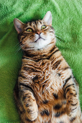 contented fat cat lies on green blanket. He smiles, revealing fangs, and looks into camera. The breed is a Begalese cat with yellow-green eyes