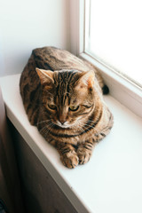 cat with an interested look sits on windowsill. Breed is a Begalese cat with yellow-green eyes.