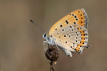 butterfly on leaf