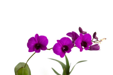 Fototapeta na wymiar Dendrobium orchids violet on white background