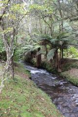 Imagem de natureza e animais (árvores, cascatas, caminhos, parques)