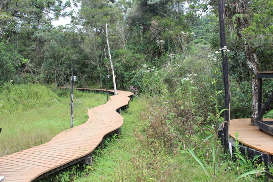 Imagem de natureza e animais (&aacute;rvores, cascatas, caminhos, parques)