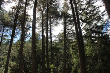 Obraz premium Árvores