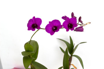 Fototapeta na wymiar Dendrobium orchids violet on white background