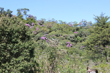 Árvores