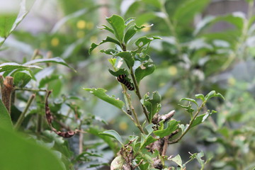 Foto de natureza - arvores, flores, cascatas, cachoeiras, caminhos