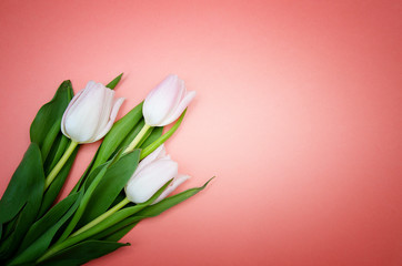 white flowers tulips on pink background