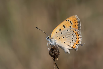 butterfly on leaf
