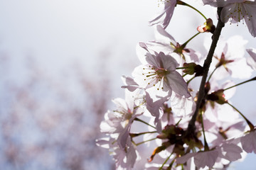満開のサクラの花