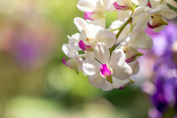 The bouquet of beautiful orchid flowers with the nice light and green leaves of green garden and other tree in the sunny day with flare.