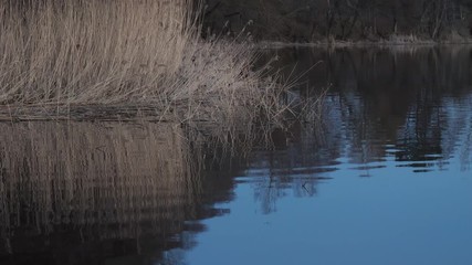 light breeze on the lake in spring at high reeds.
