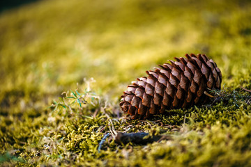 Fir cone laying on the grass
