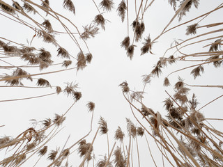 the beginning of spring. tall swamp grass in the wind.