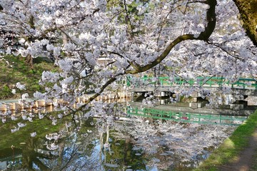 《弘前の桜》青森県弘前市