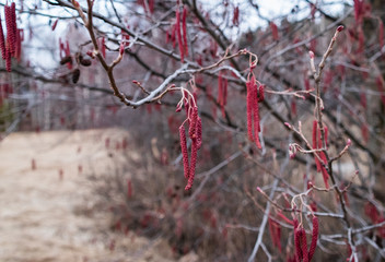 Alder buds bloom in spring in March, red, macro