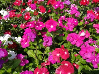 Purple Madagasca Periwinkle flowers, close-up of colorful flowers in the garden, tropical garden.