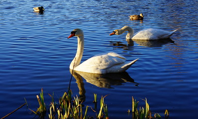 łabędzie w jeziorze © PRZEMO_PHOTO