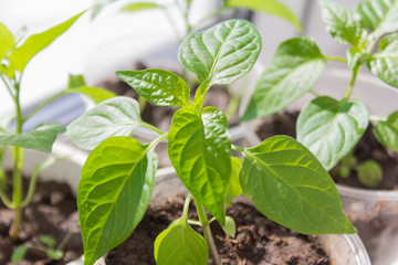 gardening, young seedlings, pepper sprouts in cups on the windowsill