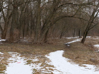 the beginning of spring. bush thickets in a meadow with thawed patches.