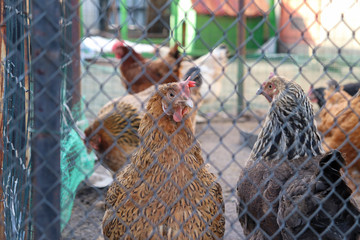 Сhicken behind the net fence