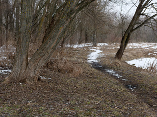 the beginning of spring. bush thickets in a meadow with thawed patches.