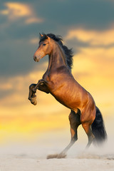 Obraz na płótnie Canvas Bay stallion with long mane rearing up
