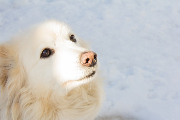 beautiful little white dog sitting on the snow and looking up