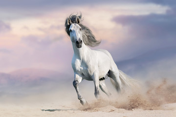 Obraz na płótnie Canvas White horserun gallop in desert dust against beautiful sky