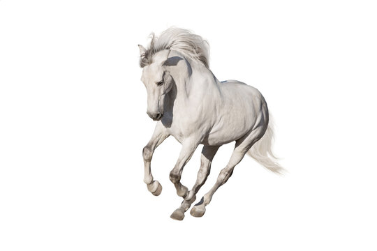 White horse isolated on white background