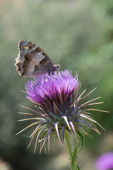 butterfly on flower