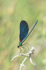 butterfly on a leaf