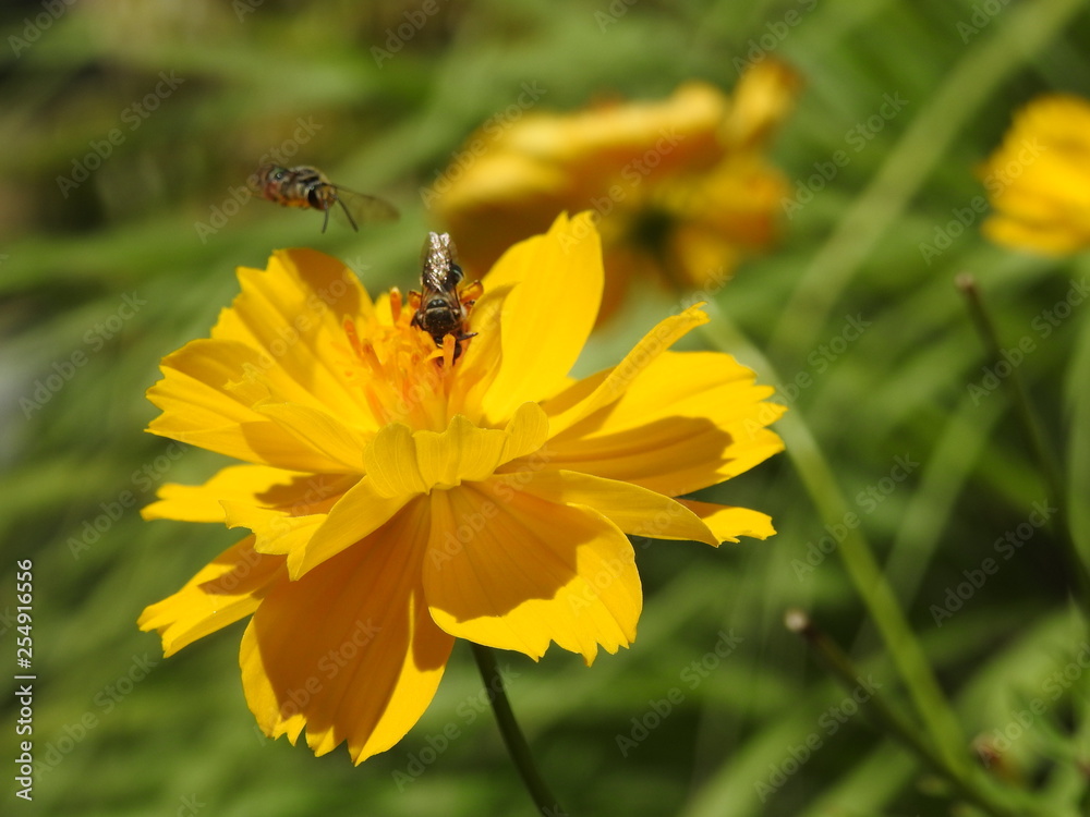 Wall mural honey bee on yellow cosmos flower