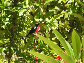 Fototapeta premium humming bird