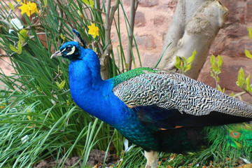 Peacock body