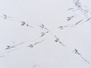 Multiple bird foot steps in a thin layer of snow.