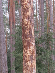 Winter. Bryansk forest. (The Vast Russia! Sergey, Bryansk.)