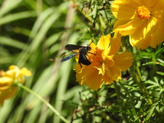 bee on yellow flower