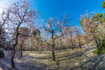 Fototapeta premium しだれ梅 城南宮 Jonangu Weeping plum