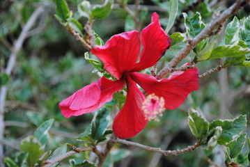 Hibisco