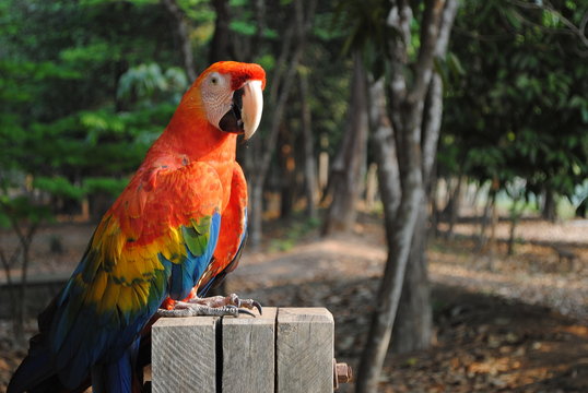 Arara-vermelha