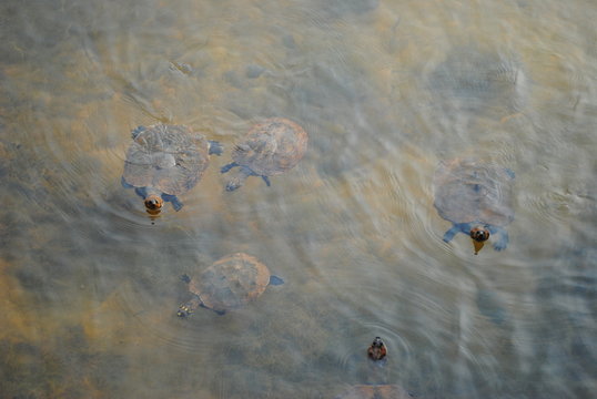 Tartarugas 02