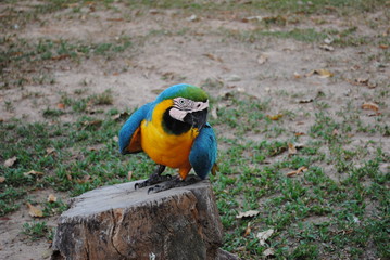 Arara-canind&eacute; 05