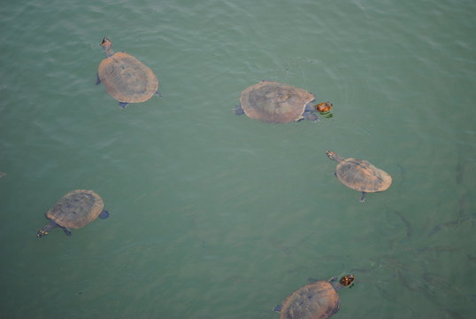 Tartarugas