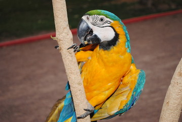 Arara-canind&eacute; 02