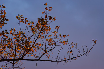 Background with tree branches and autumn leaves against the evening sky