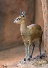 Klipspringer (small antelope) portrait