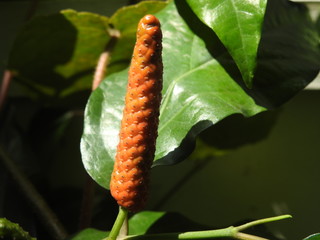 Ripened Long Pepper or pipli (Piper longum), spice